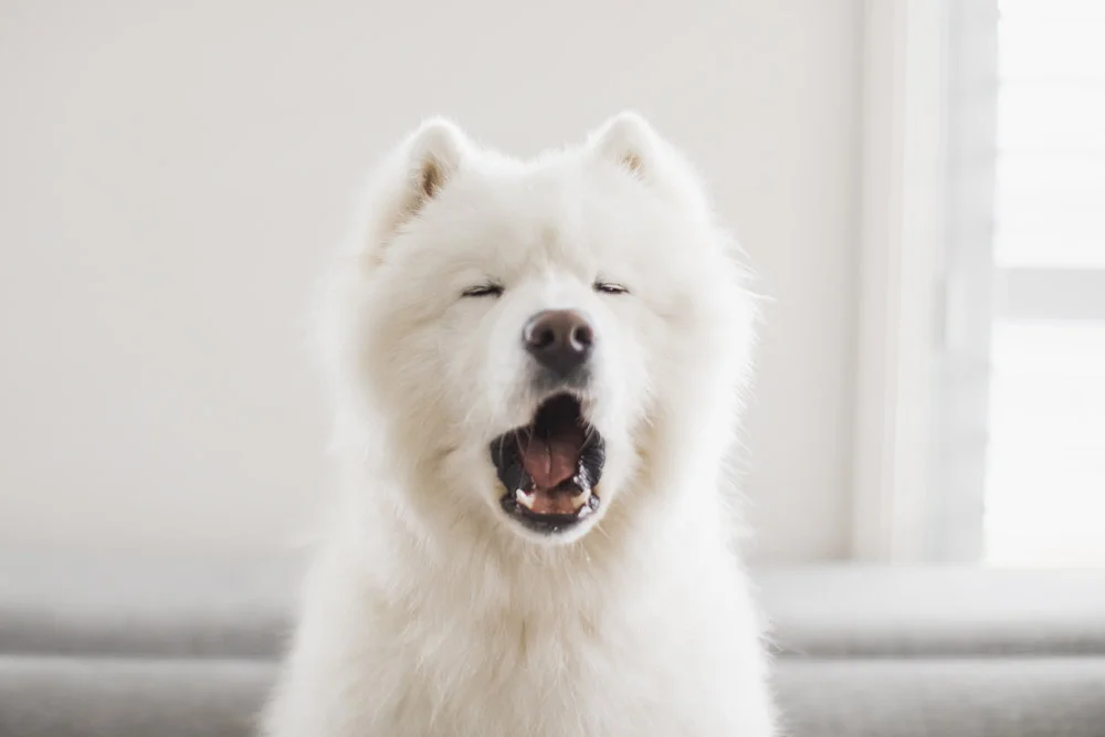 Samoyed vocalising with eyes closed