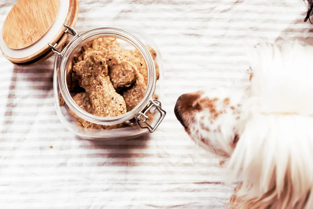dog sniffing jar filled with homemade peanut butter and banana dog treats