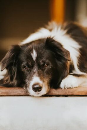 senior border collie laying down