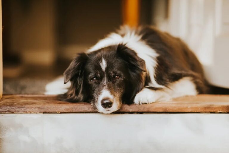 How to Care for a Senior Dog: 10 Simple Tips