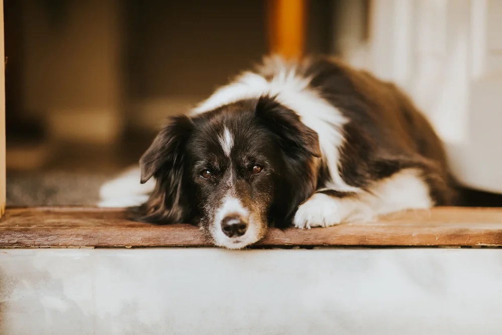 senior border collie laying down