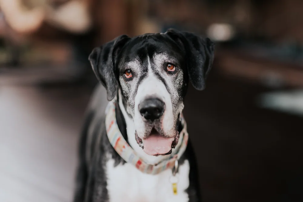 senior great Dane portrait