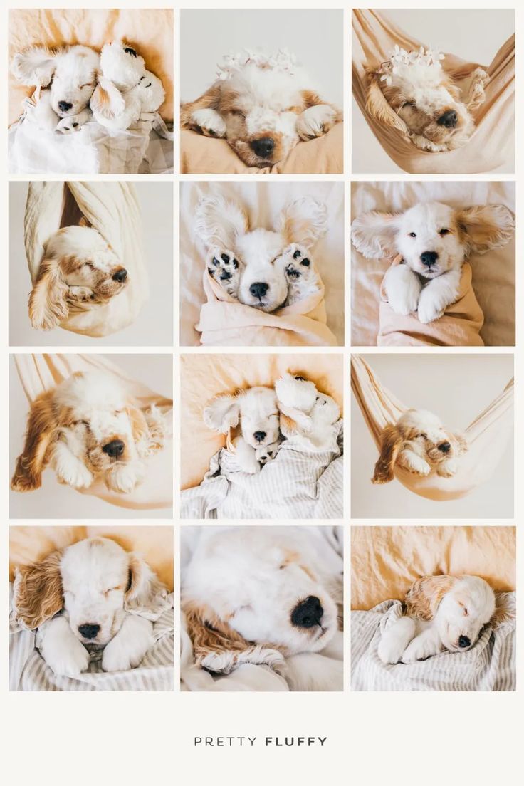Puppy wrapped in a swaddle - 10 Adorable Puppy Photo Shoot Ideas