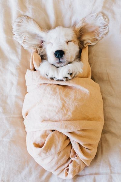 Puppy wrapped in a swaddle - 10 Adorable Puppy Photo Shoot Ideas