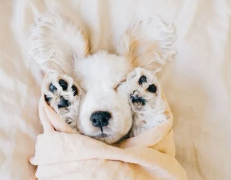 Paws on paws