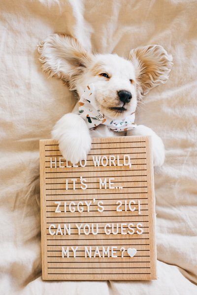 Puppy announcement idea