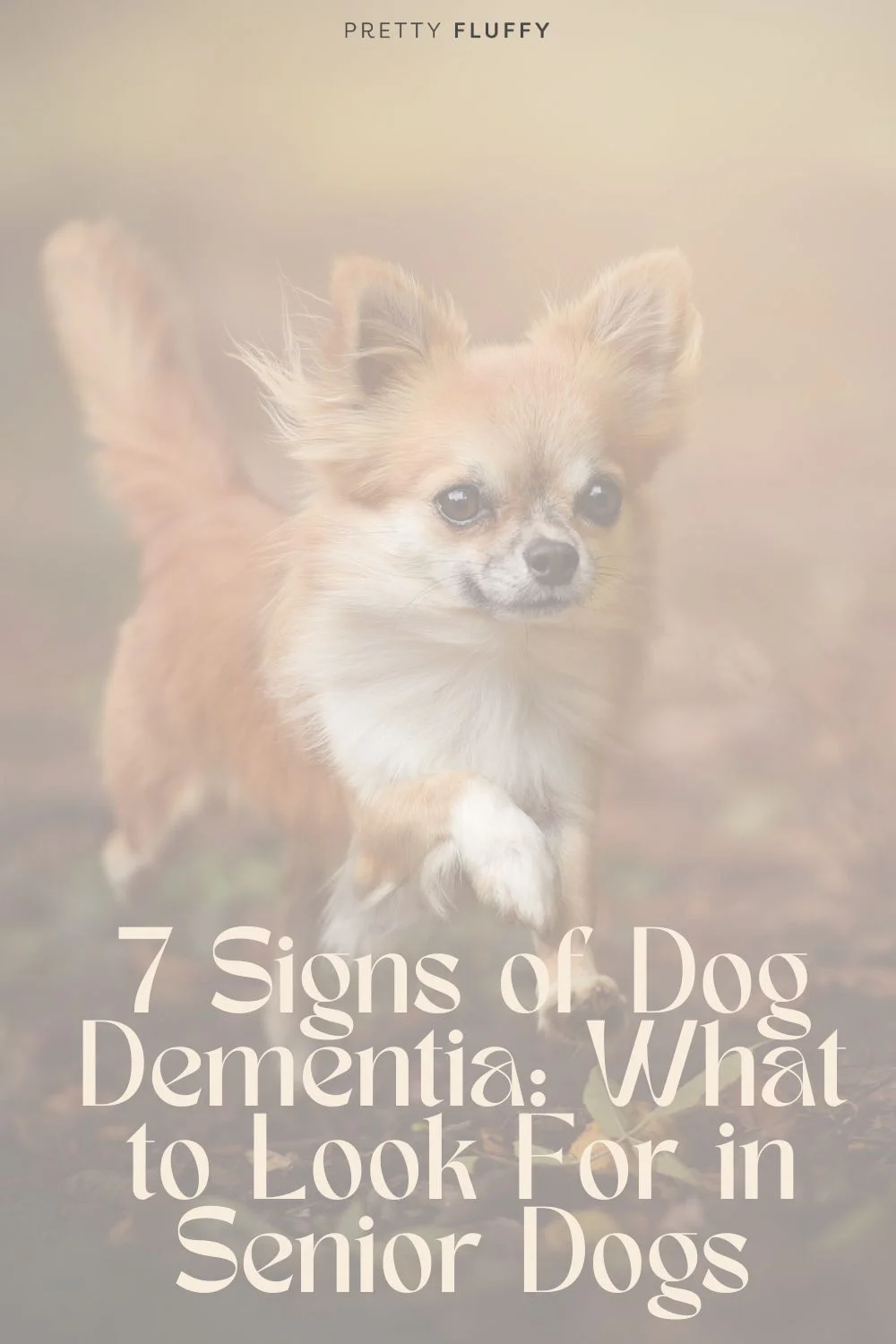 Know the signs of dog dementia