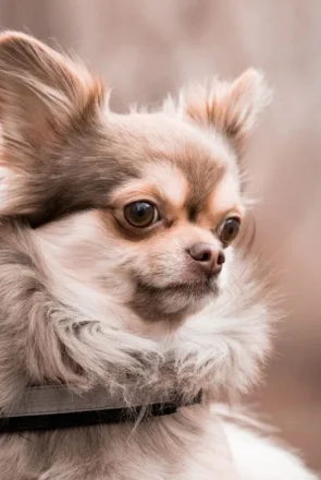 Know the signs of dog dementia