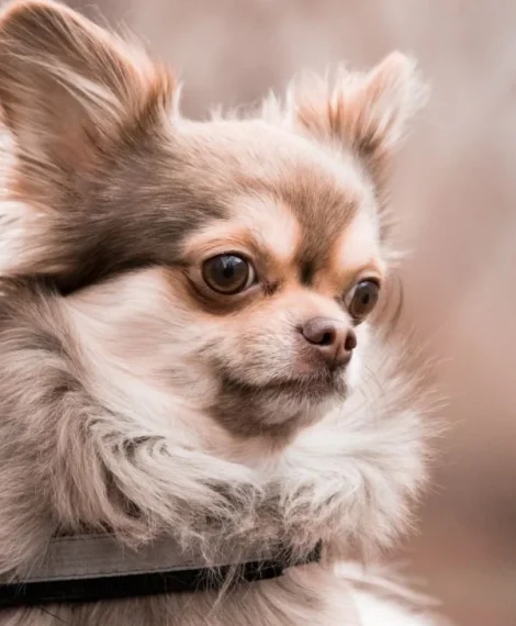 Know the signs of dog dementia