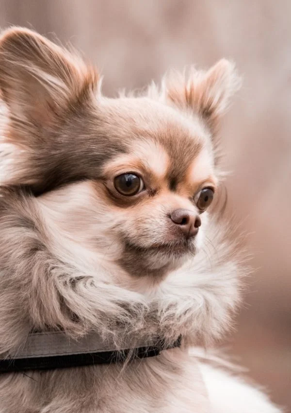 Know the signs of dog dementia
