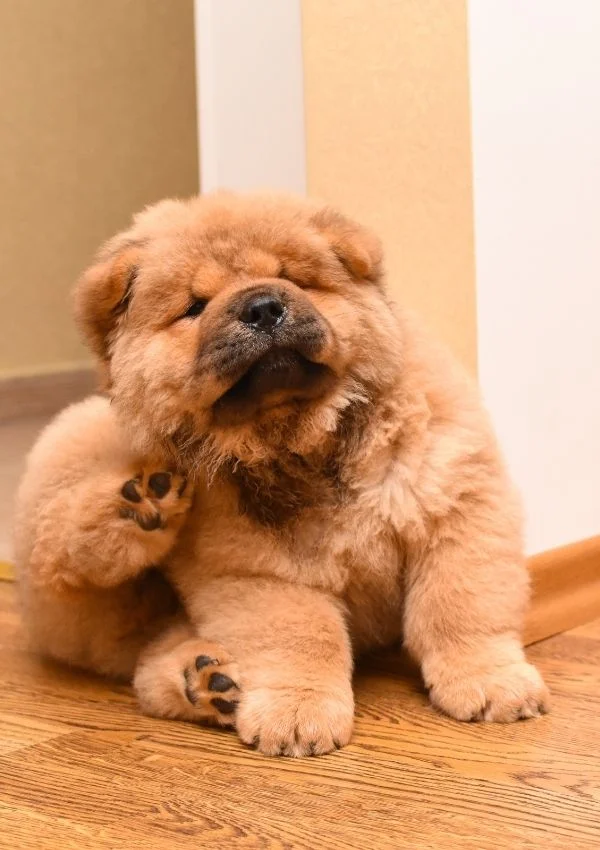 dog scratching
