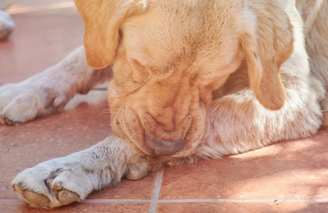 home remedies to stop dog scratching