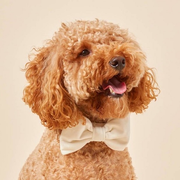 Furb Trés Chic Ivory Velvet Bow Tie