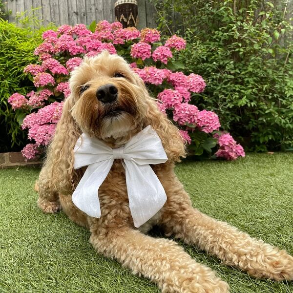 Silk Dupion Dog Bow Tie with Leather Collar by Little Lockets London