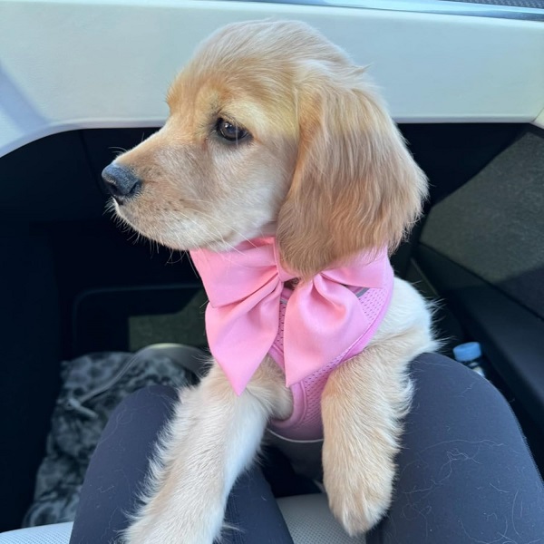 Maca Bates Dog Collar with Sailor Bow Tie