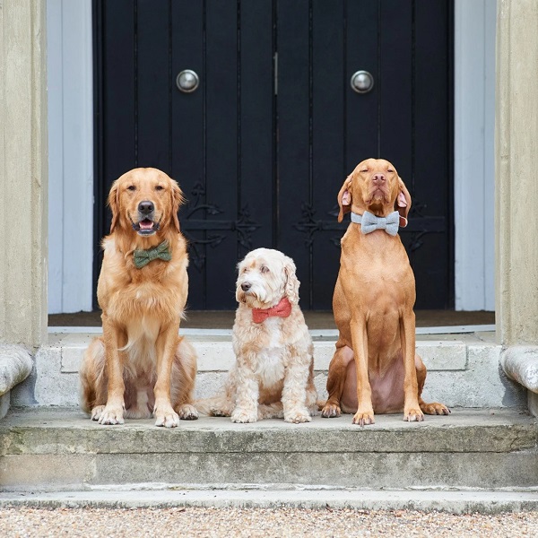 Tweed Dog Bow Tie by Sweet William London