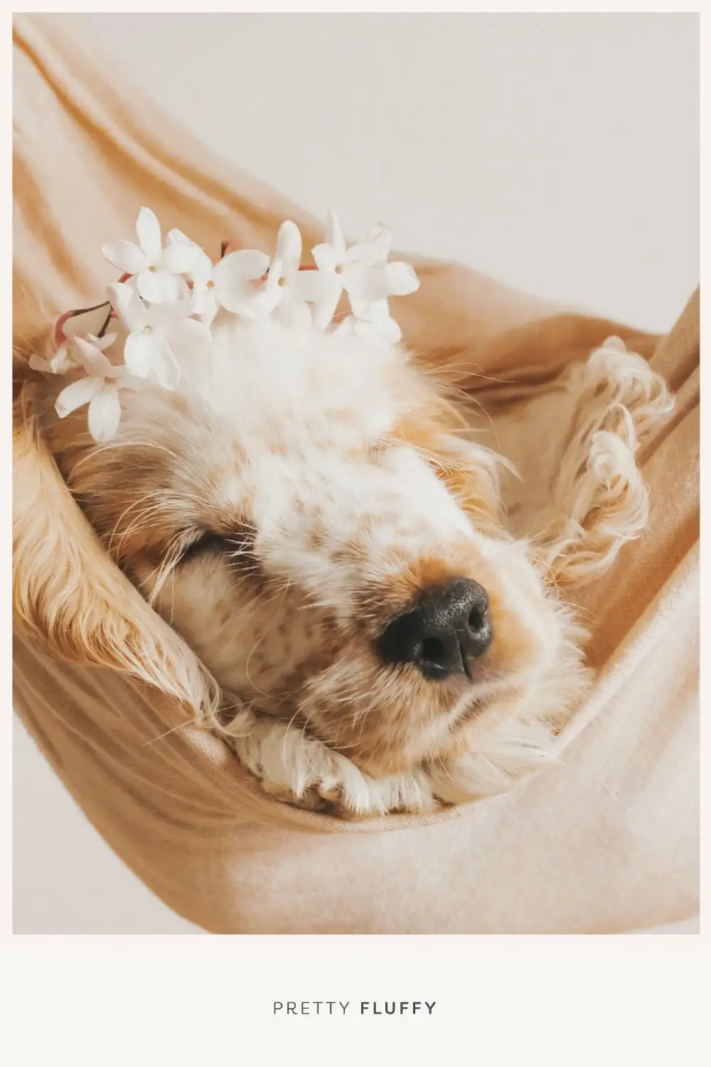 Puppy with flower crown - 10 Adorable Puppy Photo Shoot Ideas