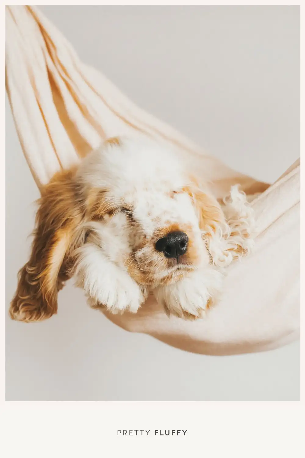 Puppy in a hammock - 10 Adorable Puppy Photo Shoot Ideas