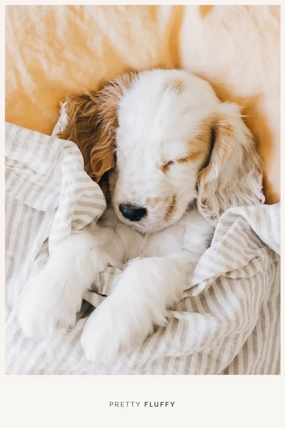 #3. Puppy in bed