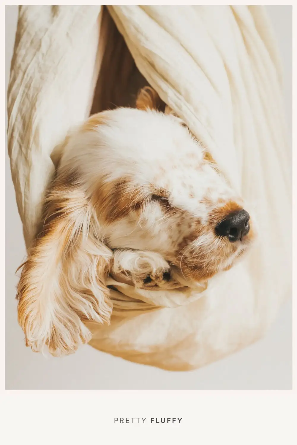 10 Adorable Puppy Photo Shoot Ideas | Puppy Photography Tips | Pretty Fluffy