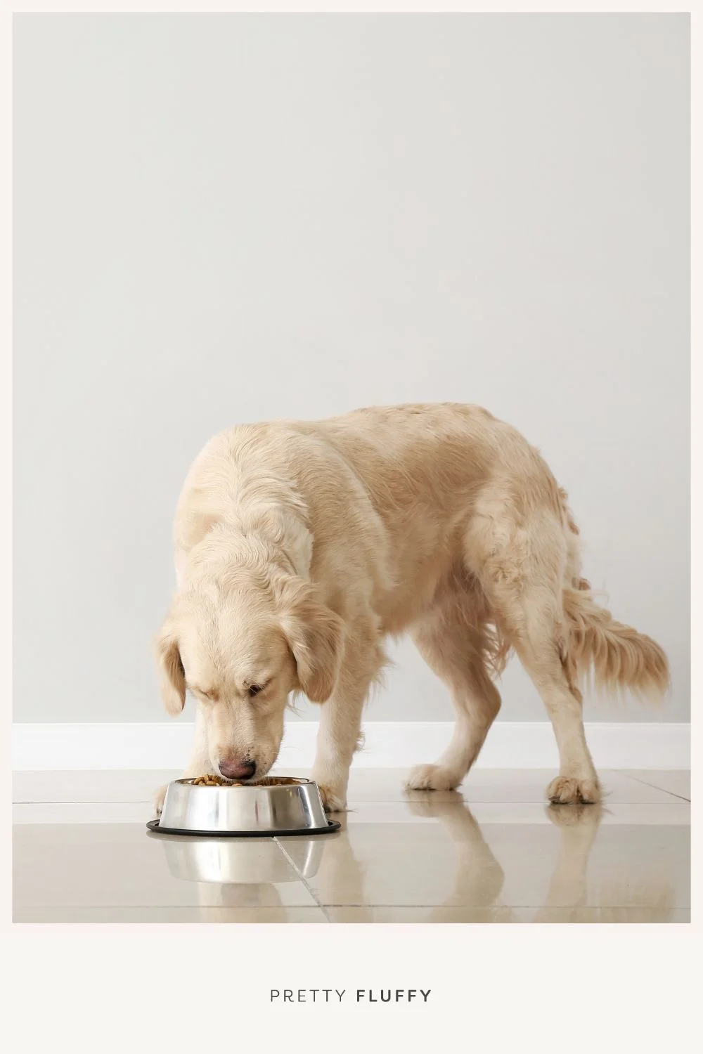 The Pet Obesity Epidemic 