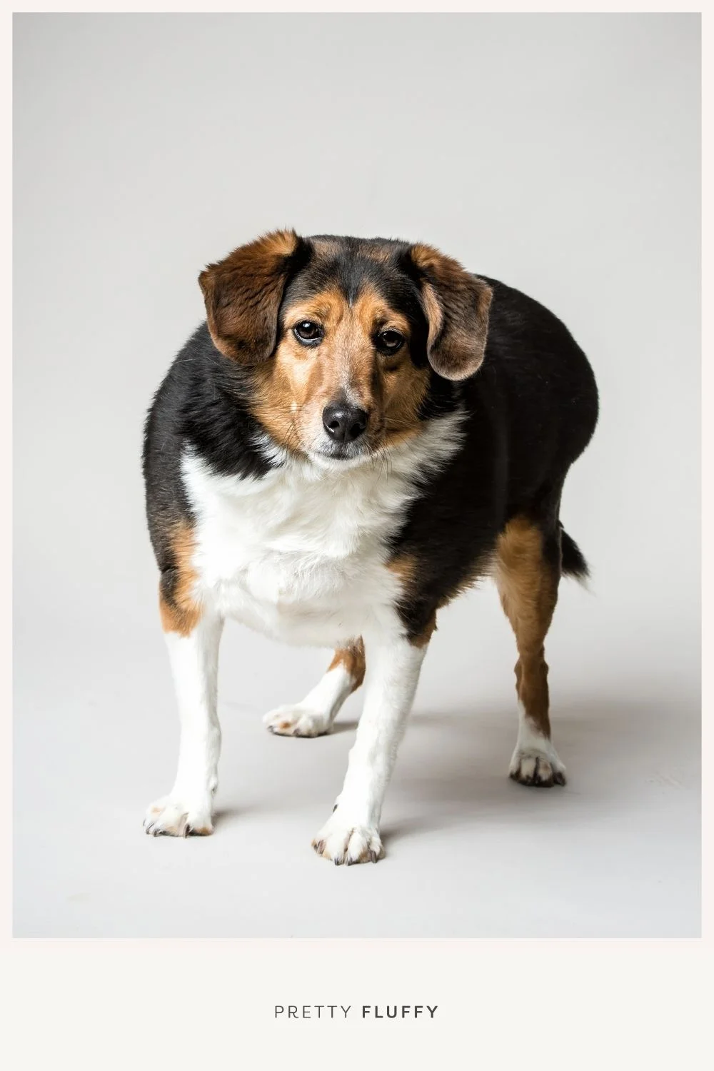 The Pet Obesity Epidemic 