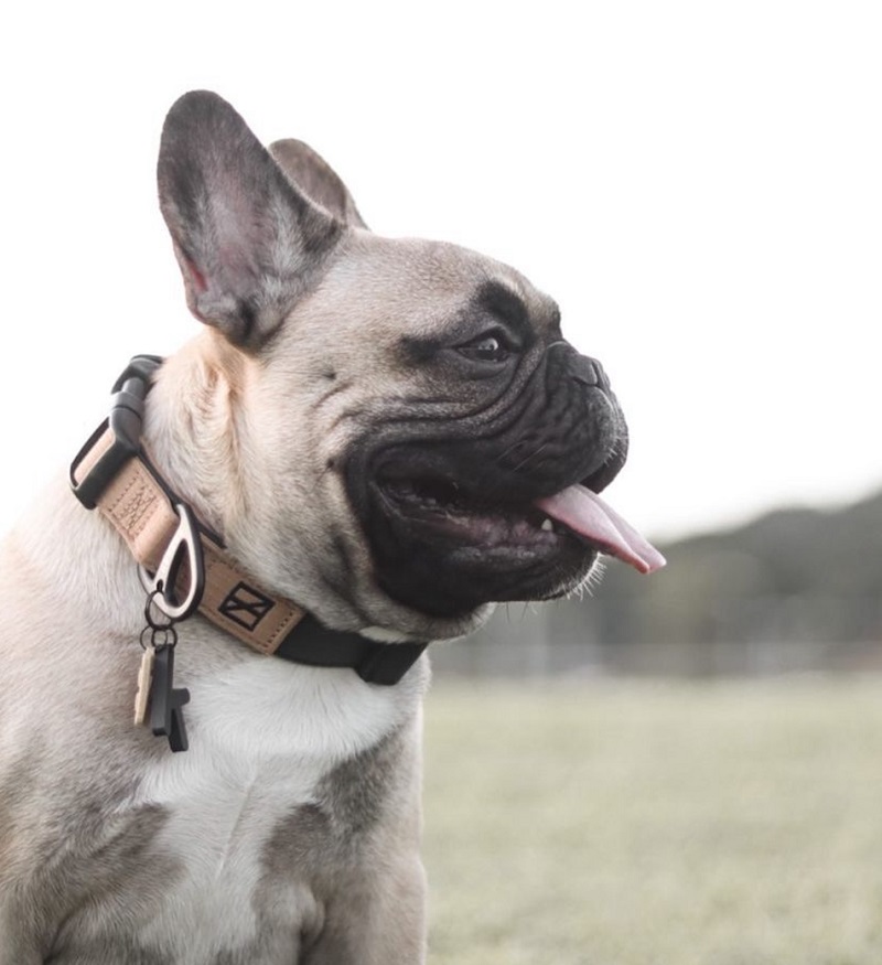 Herzog Recycled Dog Collar