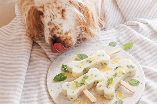 Recipe: 3-Ingredient Honey Mint "Pupsicles"