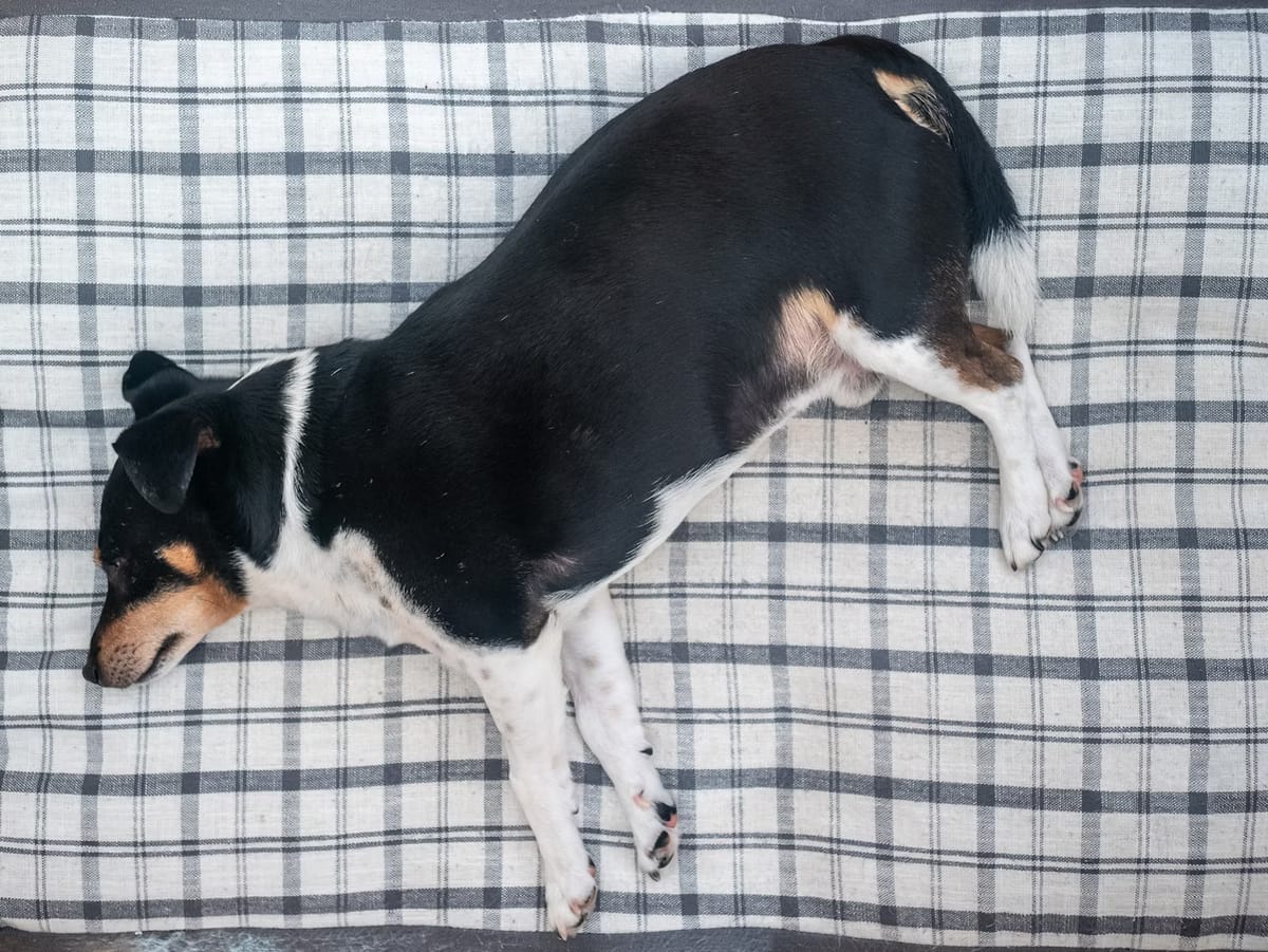 overweight fox terrier laying on a blanket