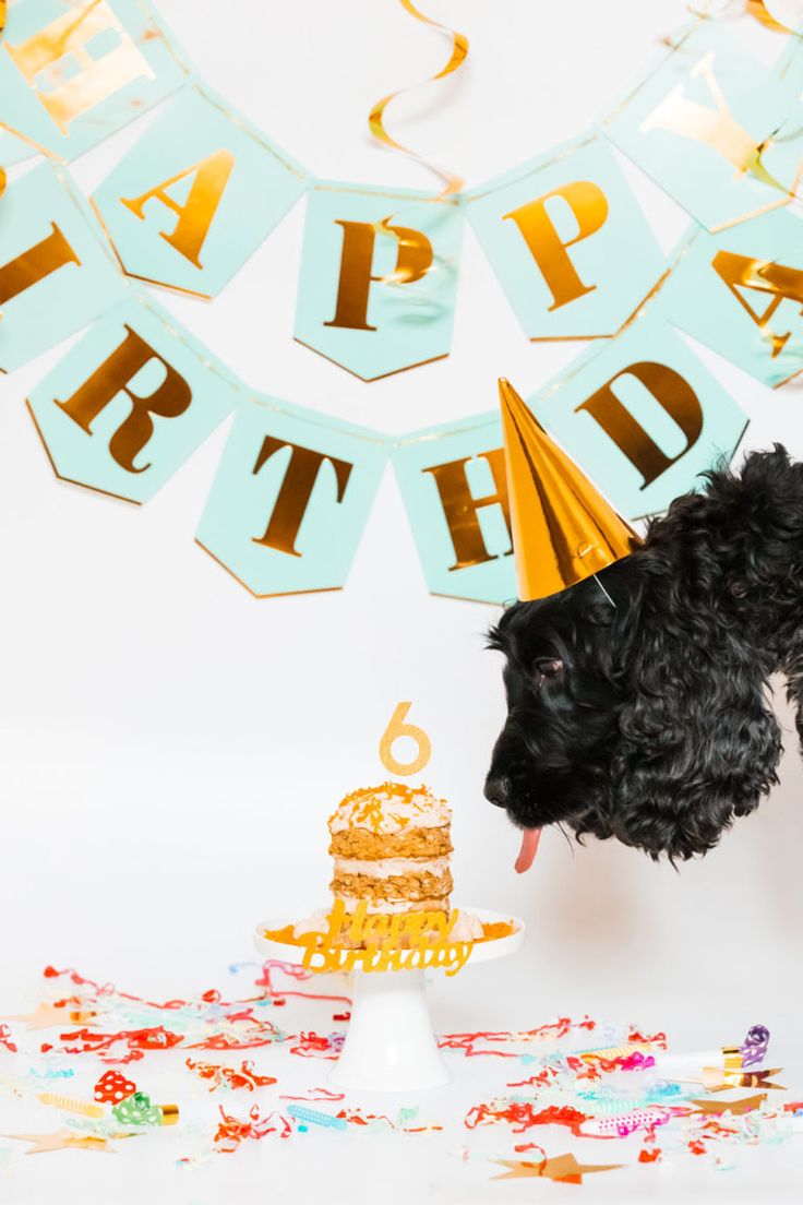 Homemade birthday cake recipe for dogs