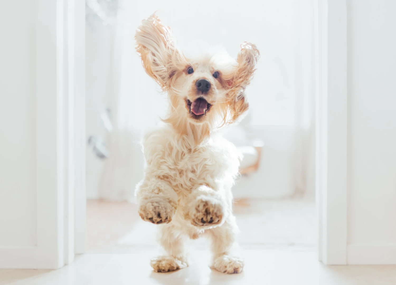 Cerebellar Hypoplasia in Dogs - Sunny's Story