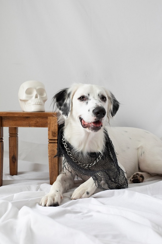 Simple DIY No Sew Halloween Dog Bandana by CTRL + CURATE