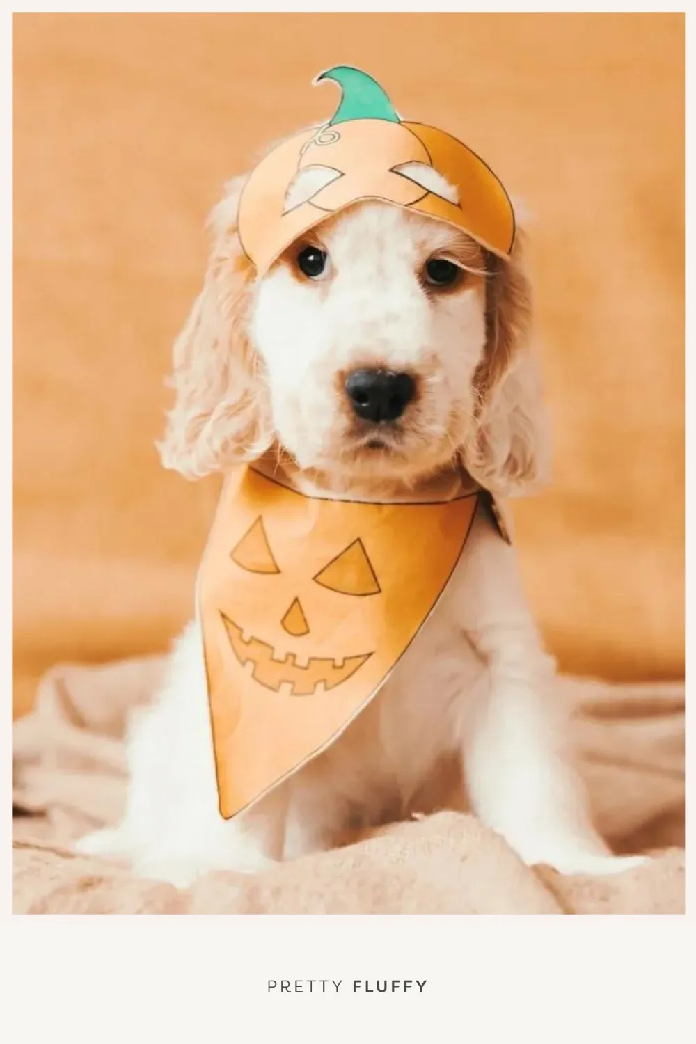 DIY No Sew Halloween Dog Pumpkin Mask and Bandana