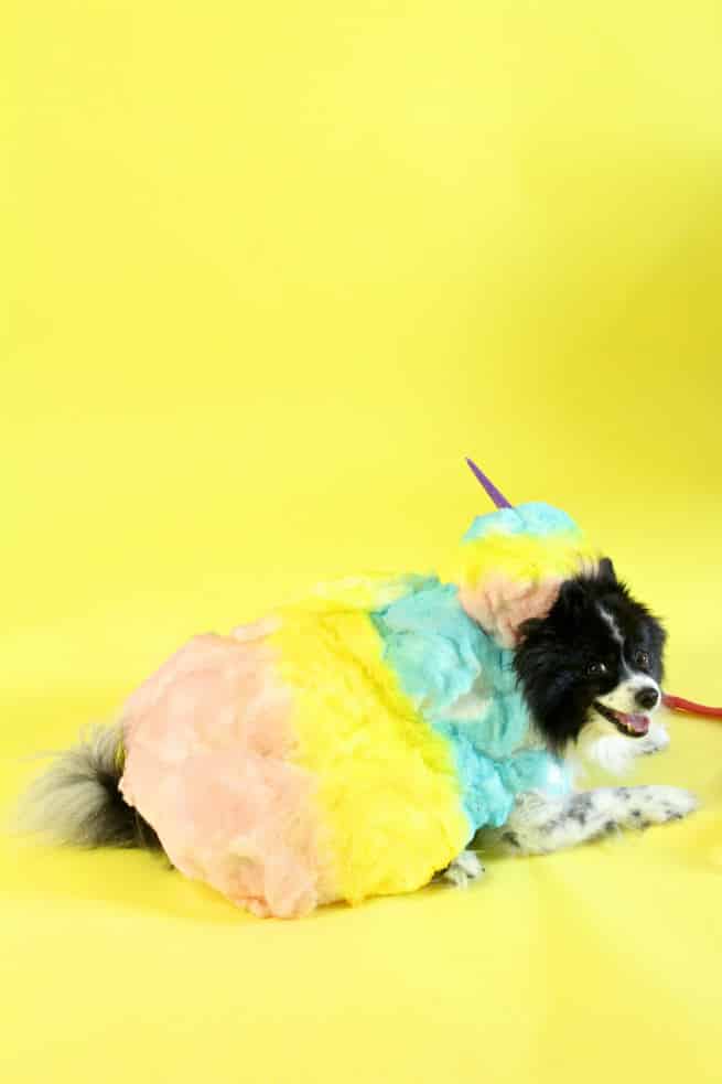 15 DIY Halloween Dog Costumes & DIY Tutorials - DIY Rainbow Cotton Candy Costumes