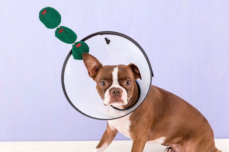 'Dog Martini' halloween costume by Brit + Co