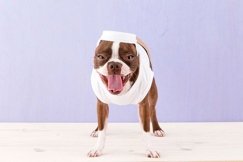 15 easy DIY Halloween dog costumes and fun projects for dog lovers - including full tutorials and photos for the perfect Halloween!