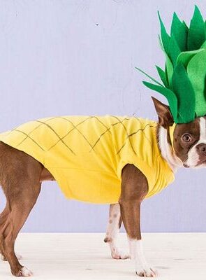 15 easy DIY Halloween dog costumes and fun recipes + projects for dog lovers - including full tutorials and photos for the perfect Halloween!