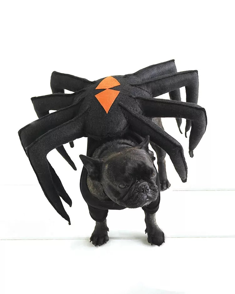 Spider Dog DIY Pet Costume by Martha Stewart