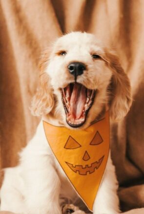 DIY Dog Pumpkin Costume: No Sew Bandana & Mask Set