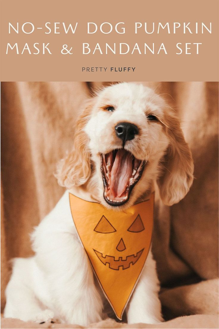 DIY Dog Pumpkin Costume: No Sew Bandana & Mask Set