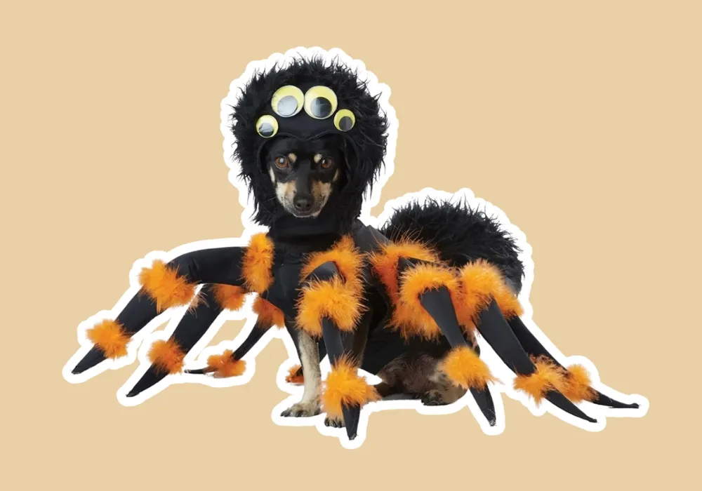Spider Dog Costume for halloween