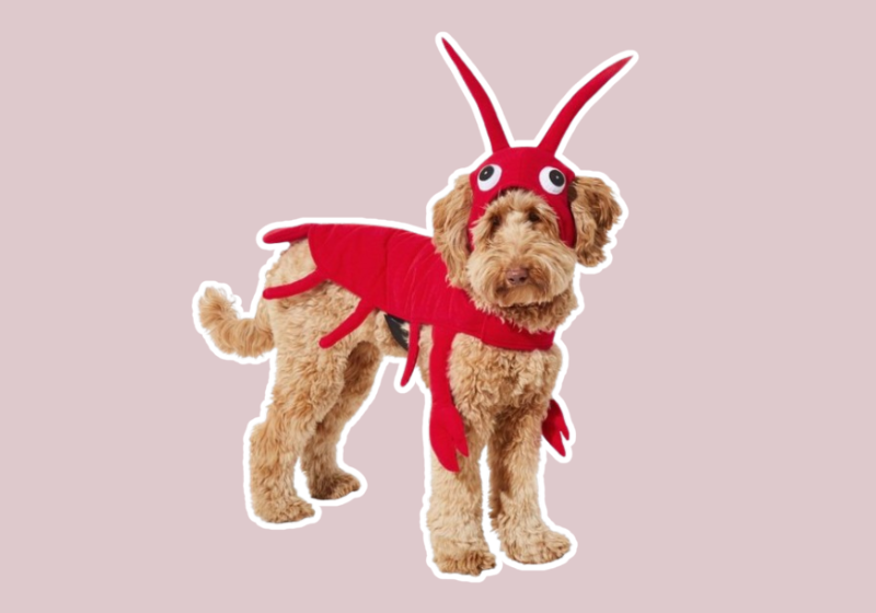 red lobster Dog & Cat Costume