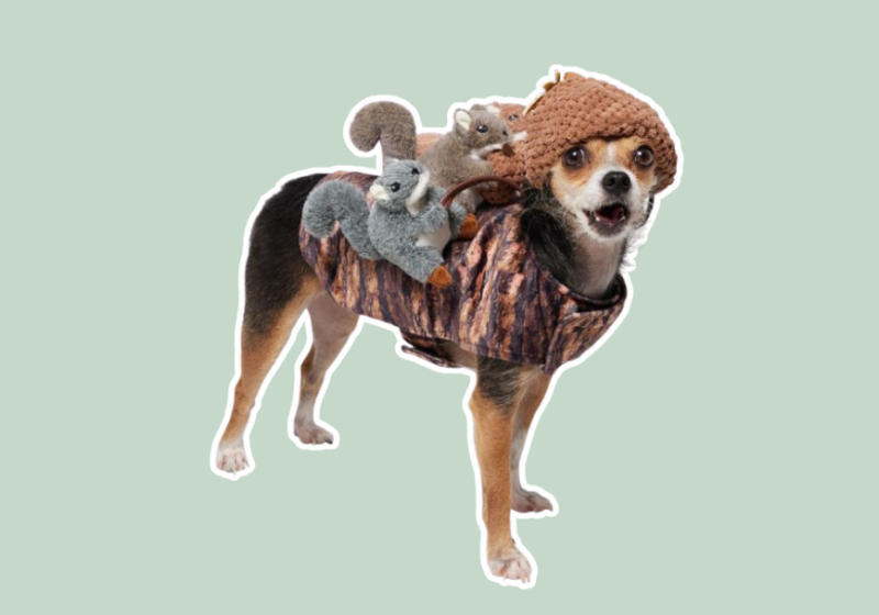 Squirrels & Nuts costume