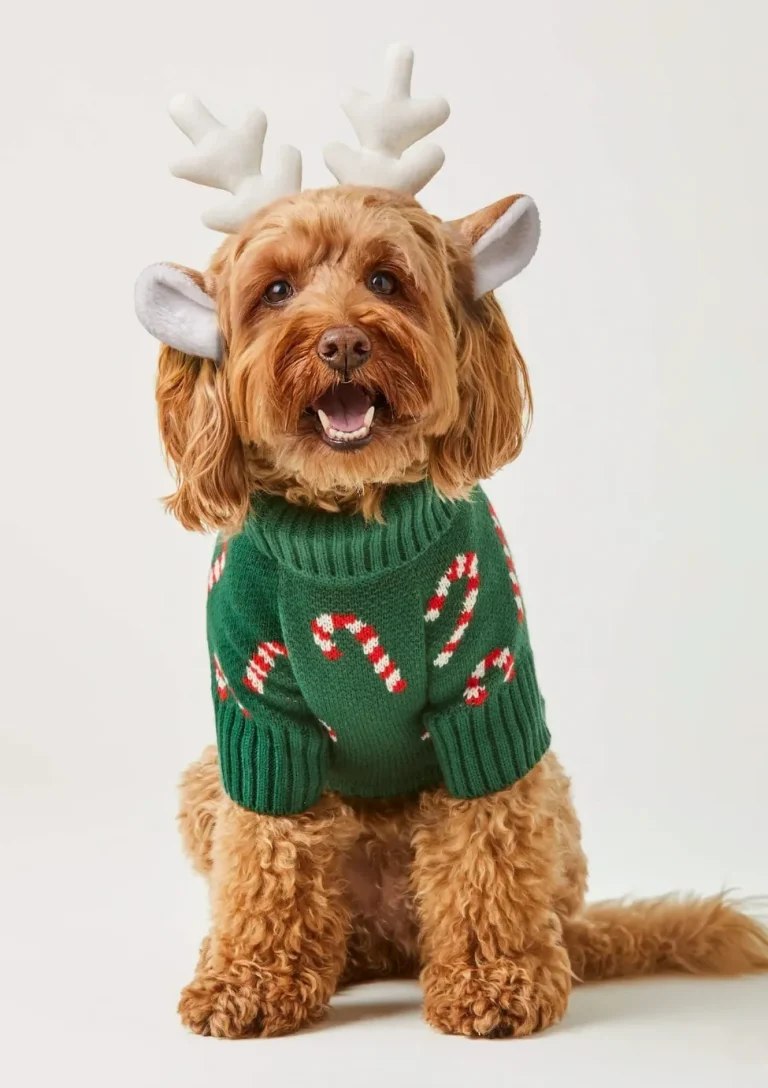 Christmas Gift Ideas for Dogs
