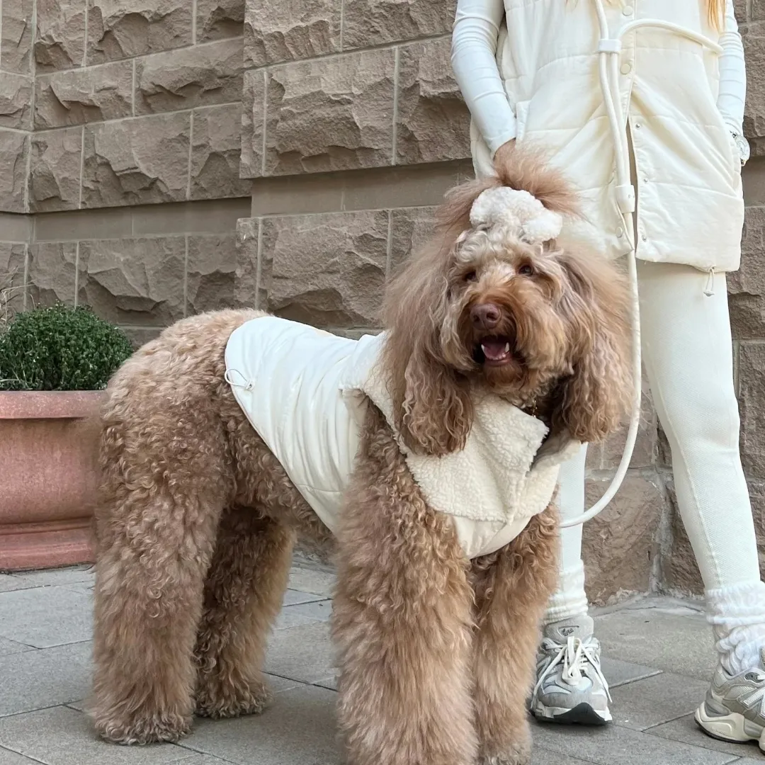 Pawshion by Gigi Teddy Creamy Cloud Cozy Bundle