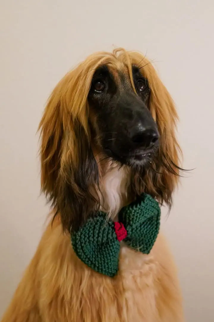 Christmas dog bow tie by Fluffy Collective - gift ideas for dogs at Christmas