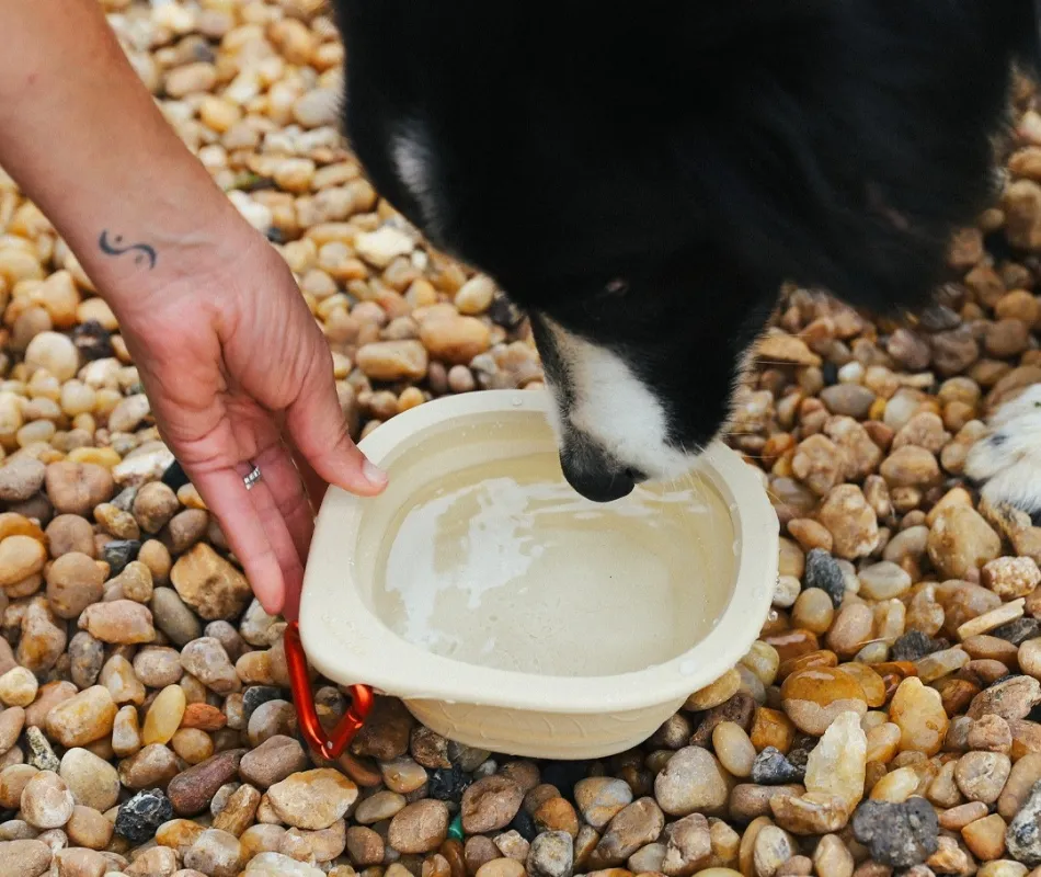 Collapsible Dog Travel Water Bowl