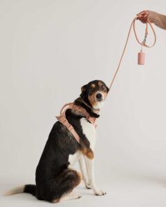 Quince Dog Harness Walk Kit - ultimate guide to buy dog harness
