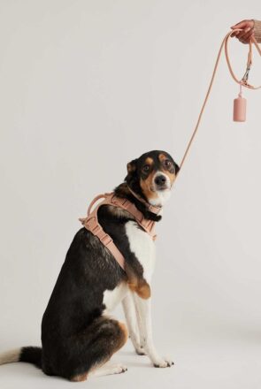 Quince Dog Harness Walk Kit - ultimate guide to buy dog harness