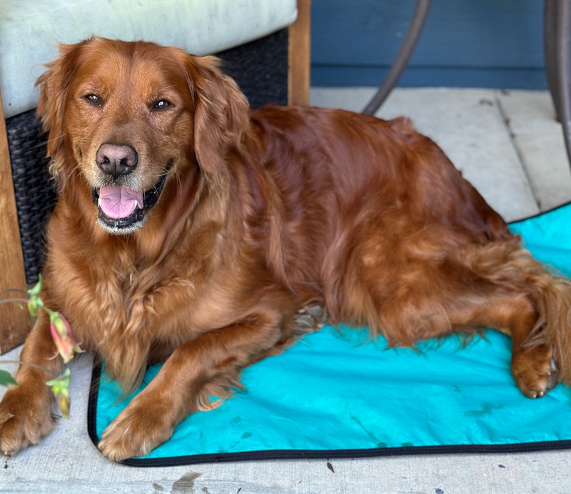 Portable Dog Settle Mat